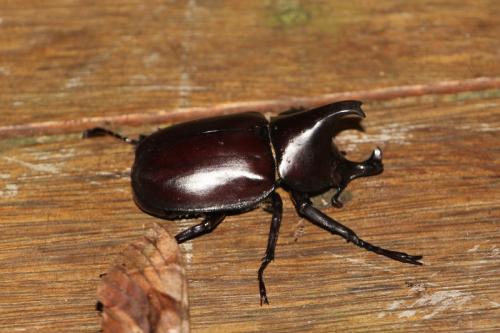 Xylotrupes australicus